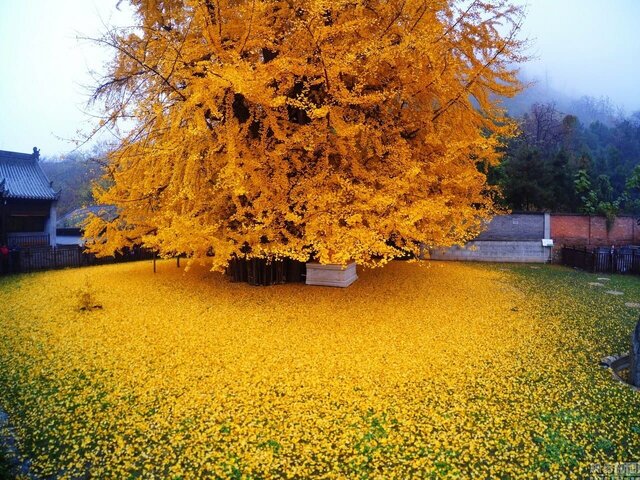 4 گوشه دنیا/ این موجود ۲۹۰ میلیون ساله از انفجار هسته‌ای هم جان سالم به دربرد