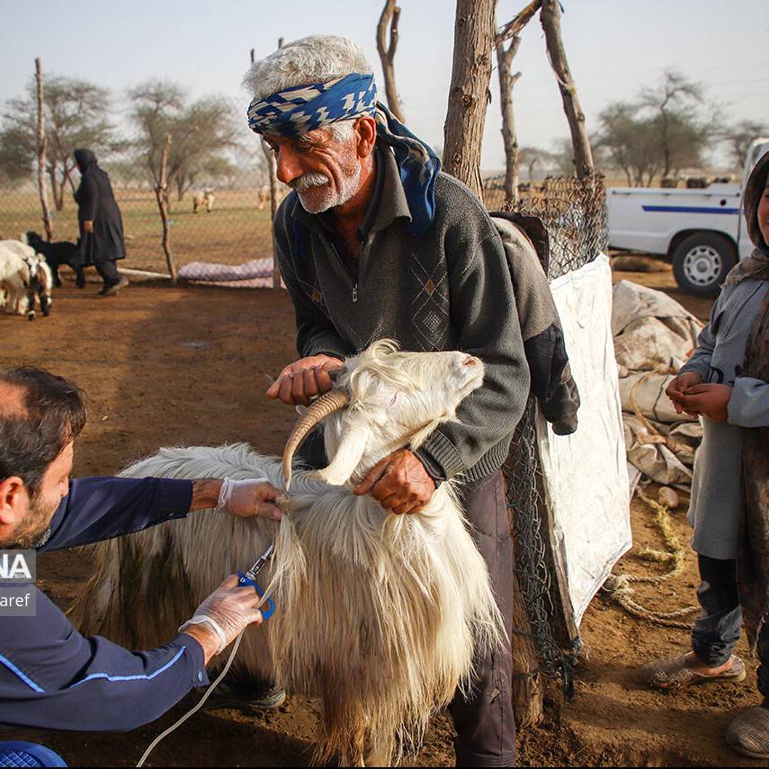 ۴۴۷ هزار رأس دام در لرستان واکسینه شدند