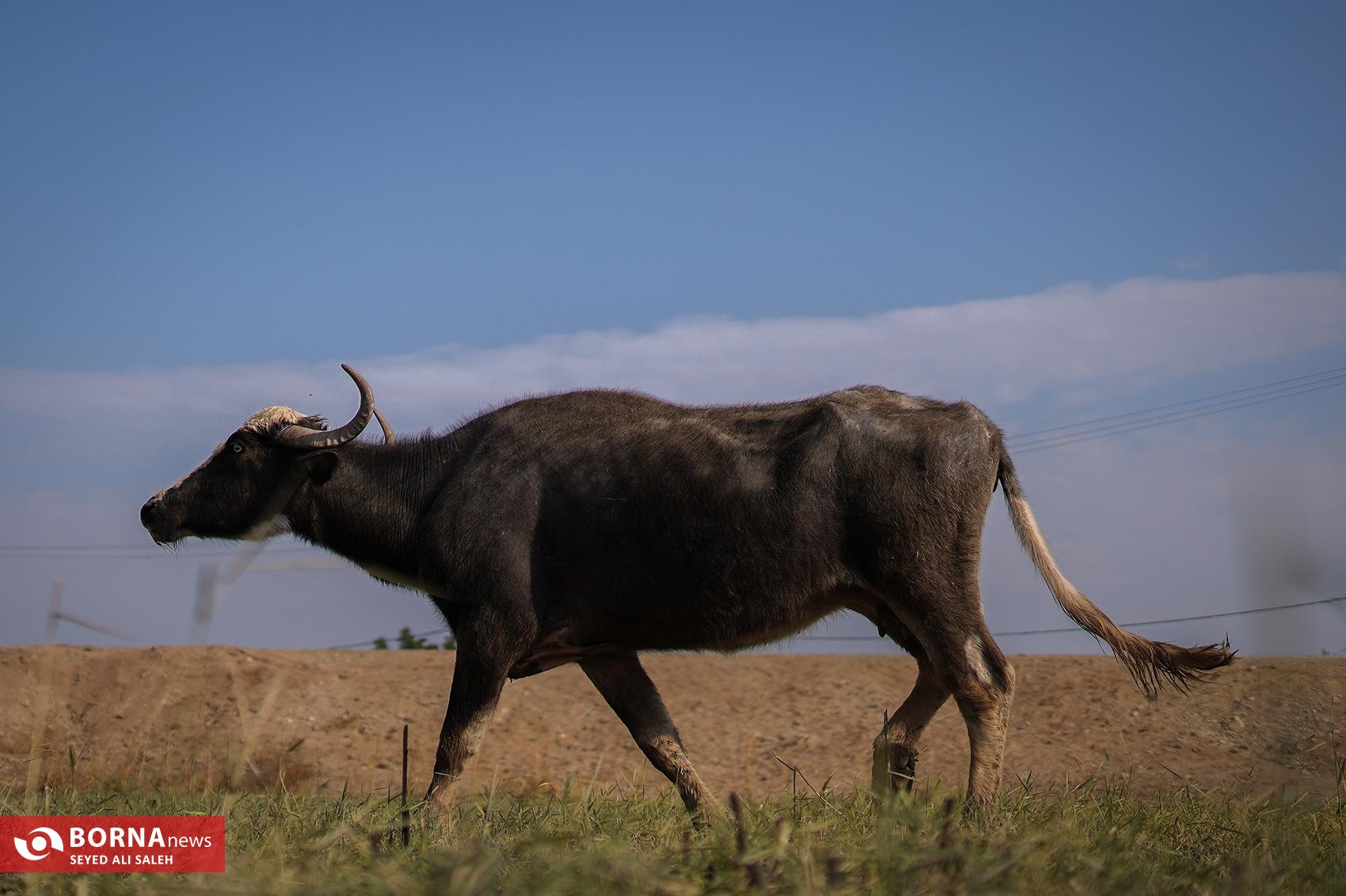 گاومیش آبی خوزستان