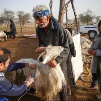 ۴۴۷ هزار راس دام در لرستان واکسینه شدند