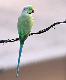 پول تو جیبی این طوطی از منم بیشتر است!