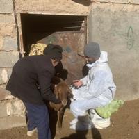 واکسیناسیون هشت هزار دام سبک در شش روستای شهرستان فردوس در یک روز