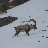 منطقه حفاظت شده شاهو و کوسالان زیستگاه ۲۳ گونه پستاندار است