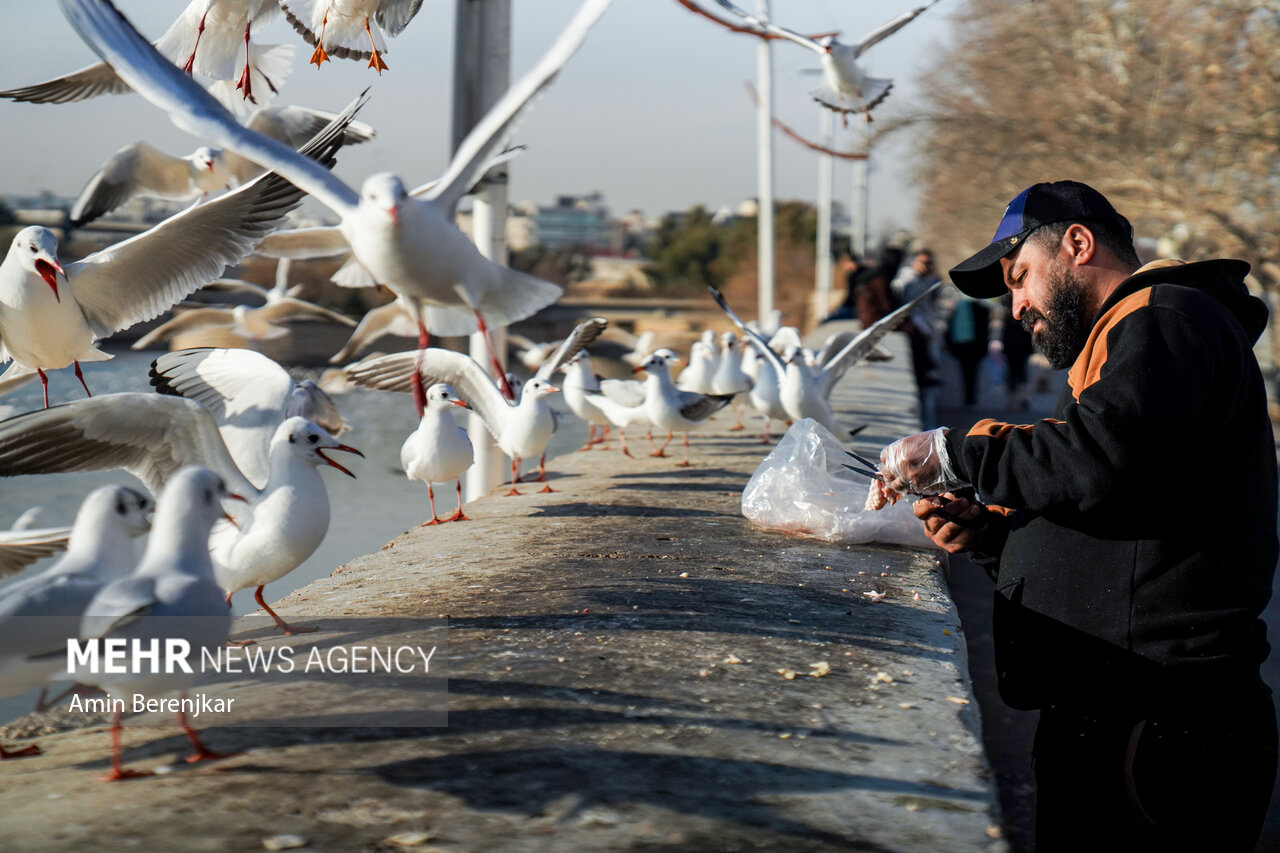 عکس/ مرغان دریایی مهمان زمستانی شیراز