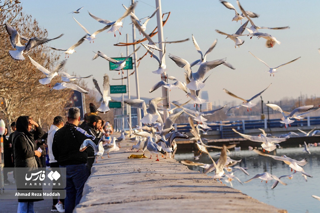 عکس/ مرغان کاکایی در شیراز