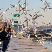 عکس/ مرغان کاکایی در شیراز