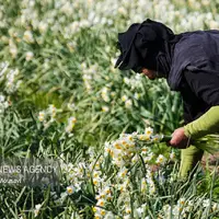 برداشت گل‌های تزئینی در خوزستان