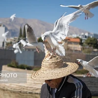 عکس/ کاکایی ها مهمان زمستانی شیراز