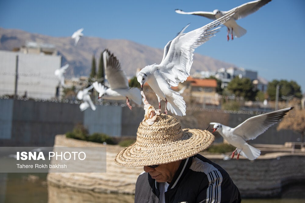 عکس/ کاکایی ها مهمان زمستانی شیراز