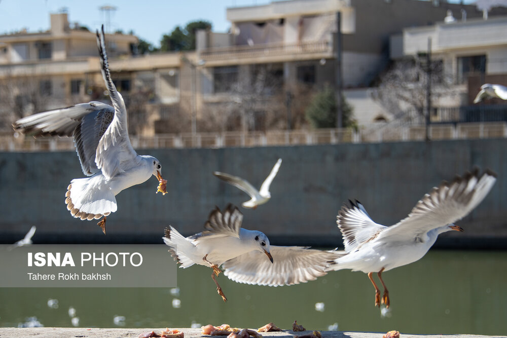 عکس/ کاکایی ها مهمان زمستانی شیراز