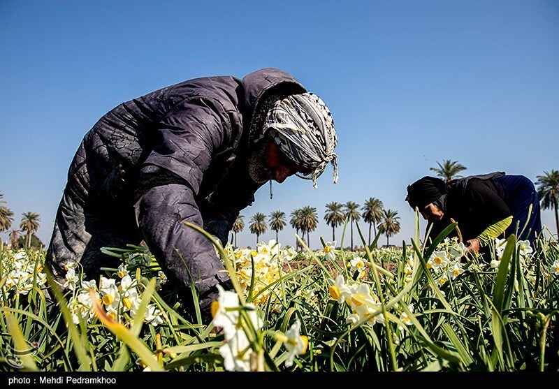 برداشت گل در شبیشه خوزستان 