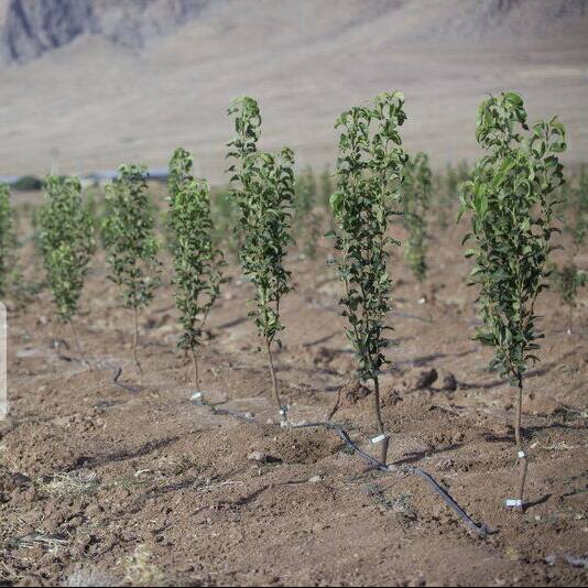 پویش درختکاری به مناسبت «روز پدر» در اصفهان اجرا می‌شود