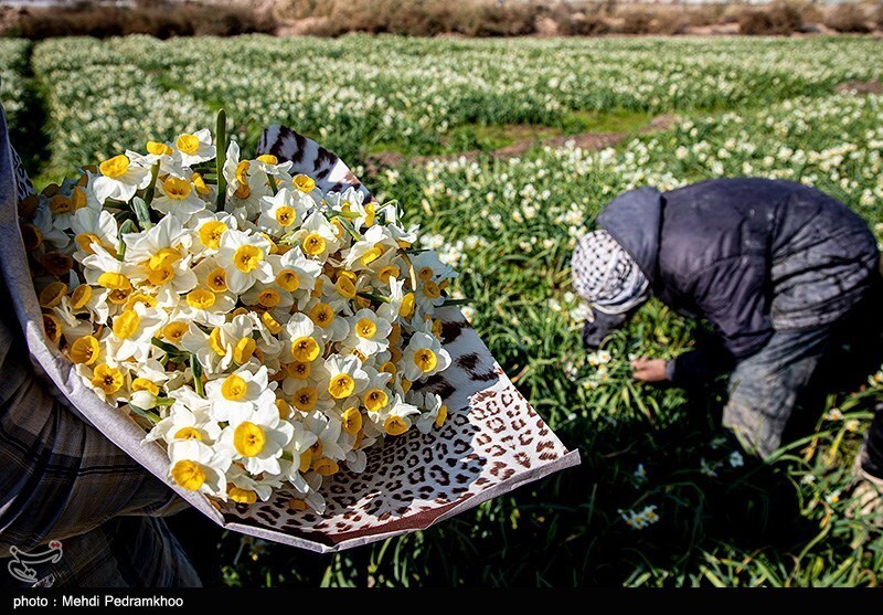 برداشت گل در شبیشه خوزستان 