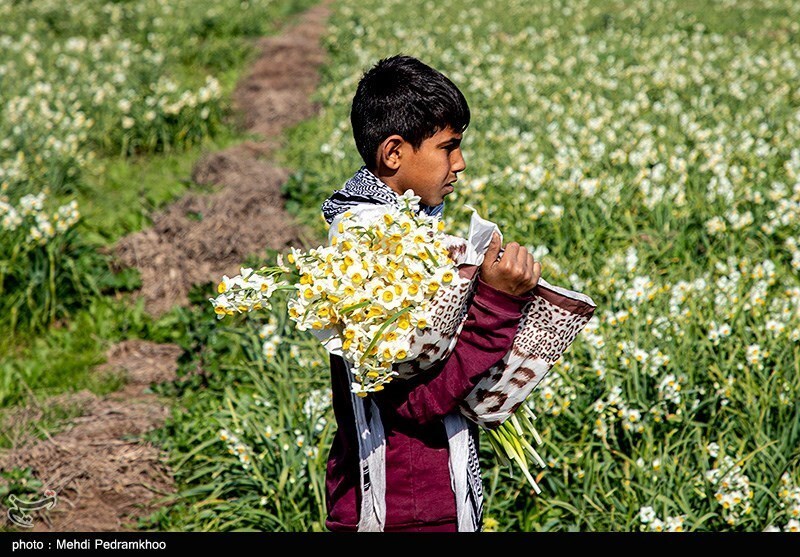 برداشت گل در شبیشه خوزستان 