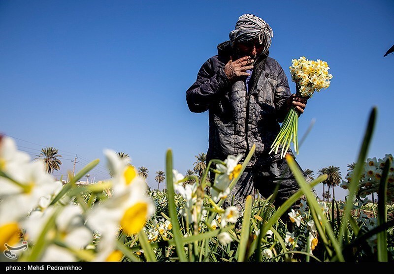 برداشت گل در شبیشه خوزستان 