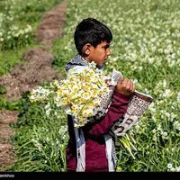 برداشت گل در شبیشه خوزستان 