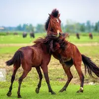 میانکاله بهشت اسب‌های چاله‌پُشت مازندران