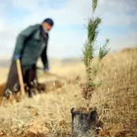 پویش درختکاری "به نام پدر" در ۱۷ شهرستان کرمان برنامه‌ریزی شد  