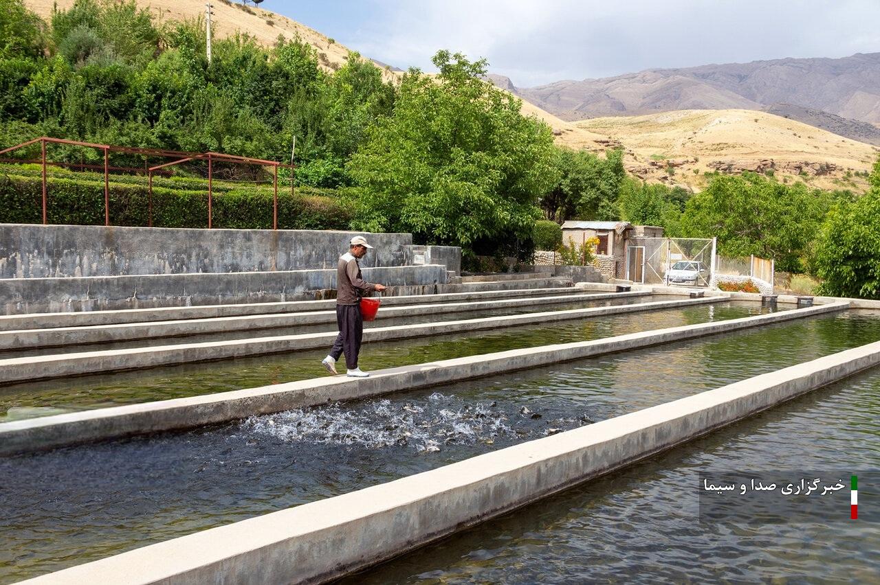 پیش‌بینی تولید ۴۲ هزار تن ماهی سردابی و گرمابی در لرستان