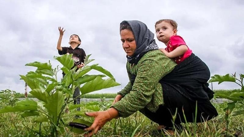 ۳۰ دی، آخرین مهلت تکمیل مدارک بیمه مادران دارای ۳ فرزند