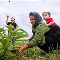 ۳۰ دی، آخرین مهلت تکمیل مدارک بیمه مادران دارای ۳ فرزند