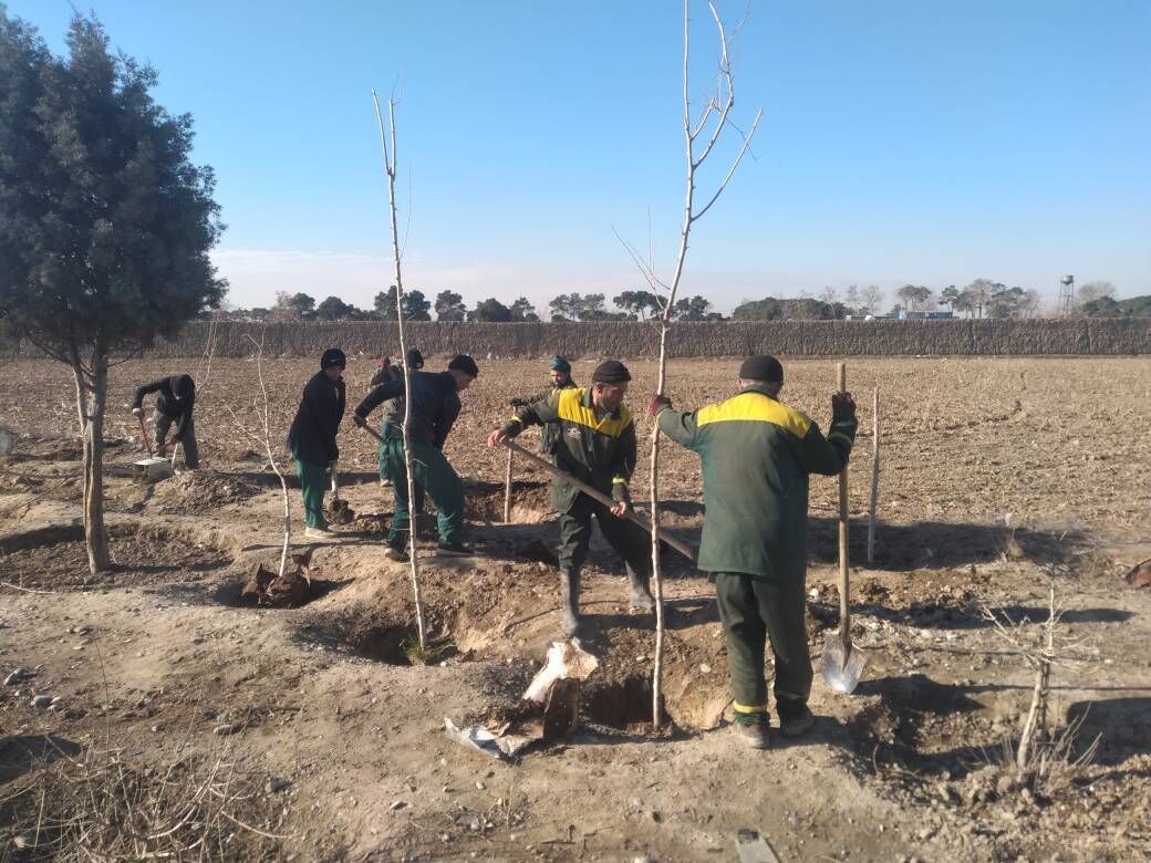 کاشت ۱۰۰ اصله نهال در طارم به‌مناسبت روز پدر