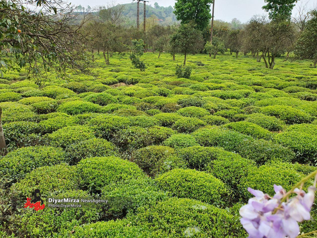 باغ چای زیبایی در گیلان