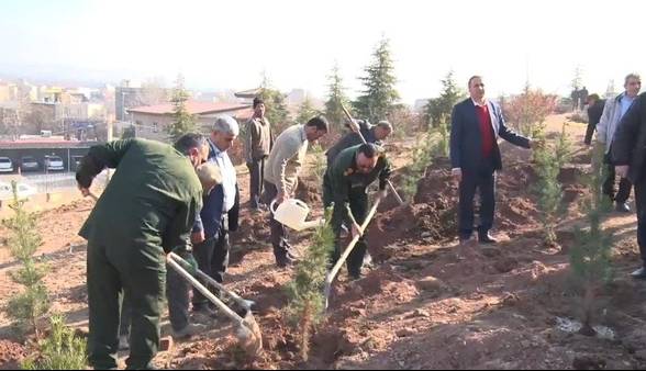 کاشت ۲ میلیون نهال در البرز؛ گامی سبز برای آینده