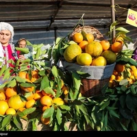 جشنواره شکرانه برداشت پرتقال لنگرود