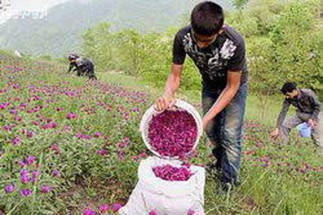 ضرورت تشکیل اتحادیه گیاهان داروئی در گلستان