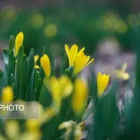 رویش گلهای زمستانی جنگل هیرکانی سوادکوه