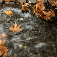 باران به گیلان برمی‌گردد