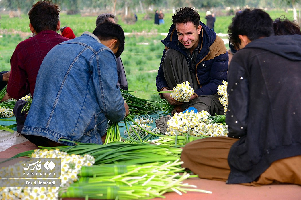 برداشت گل نرگس در بهبهان