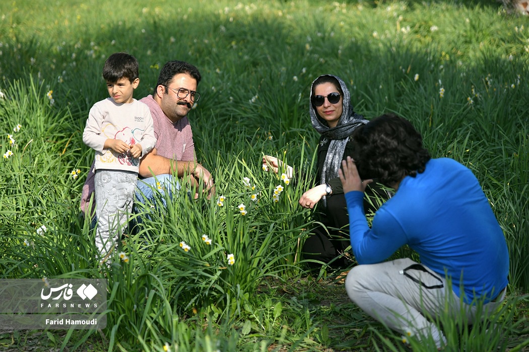 برداشت گل نرگس در بهبهان