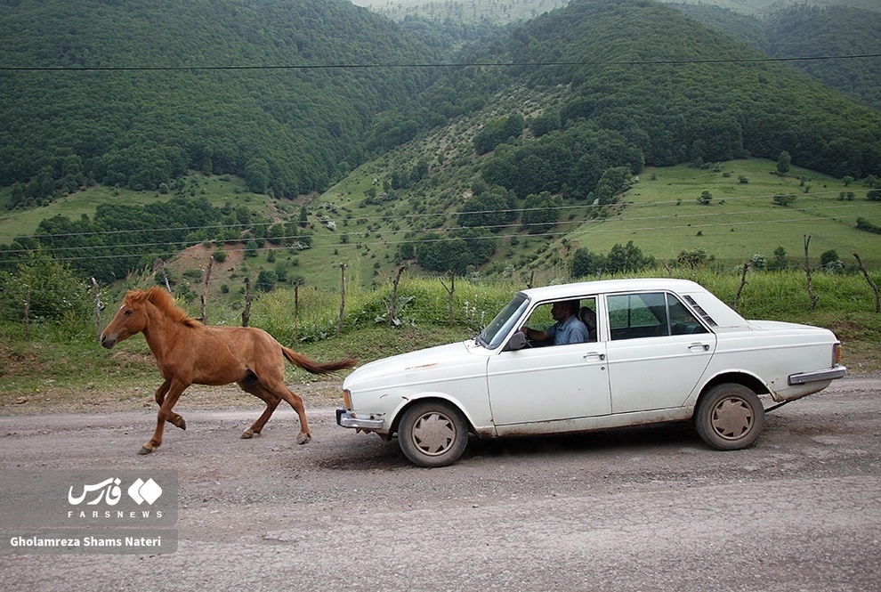 پرسه اسب‌ها در طبیعت مازندران