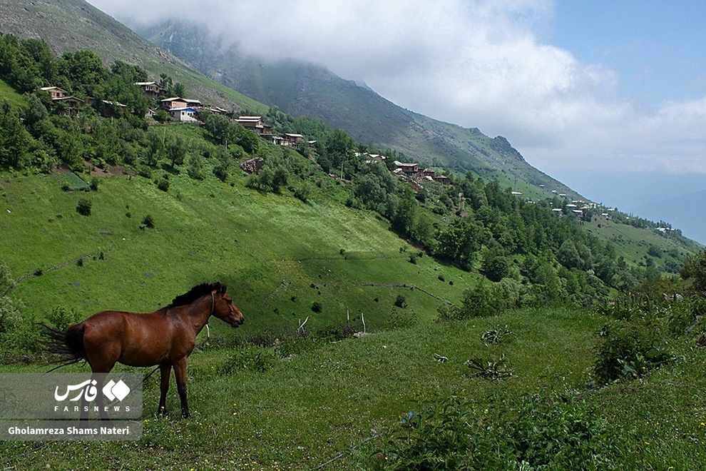 پرسه اسب‌ها در طبیعت مازندران