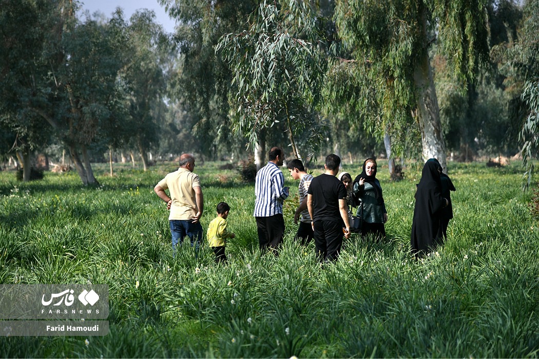 برداشت گل نرگس در بهبهان