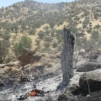 خسارت ۴۰۰ هکتاری آتش‌سوزی به مناطق حفاظت‌شده لرستان