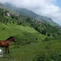 پرسه اسب‌ها در طبیعت مازندران