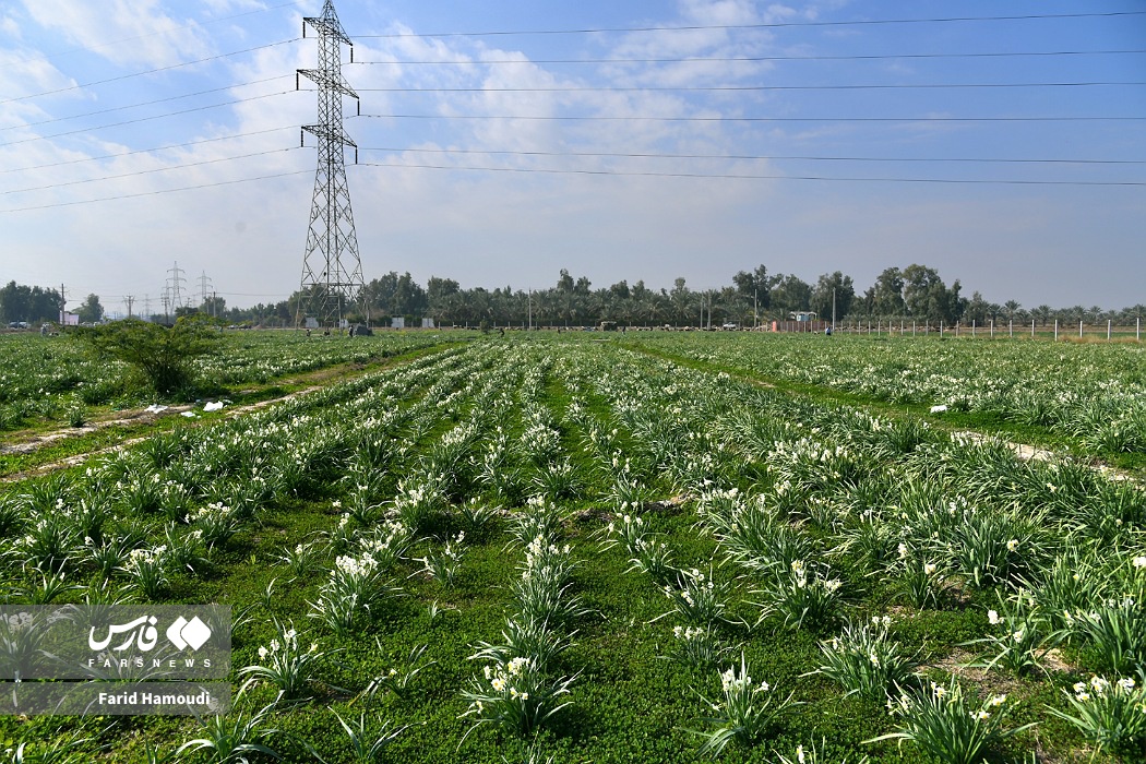 برداشت گل نرگس در بهبهان