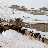 عکس/ بارش برف زمستانی در روستای اسکندان اسکو