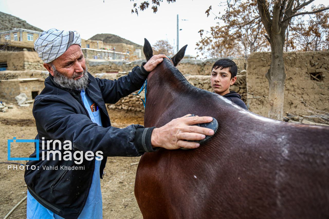 جشنواره اسب ترکمن در استان خراسان شمالی