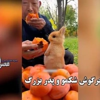 بچه خرگوش شکمو و پدر بزرگ؛ رفتار پدربزرگ با خرگوش مثل یک نوه 