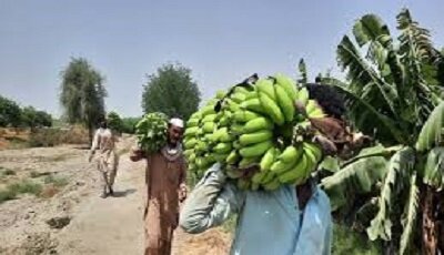 سیستان و بلوچستان خودکفایی موز کشور را رقم می‌زند