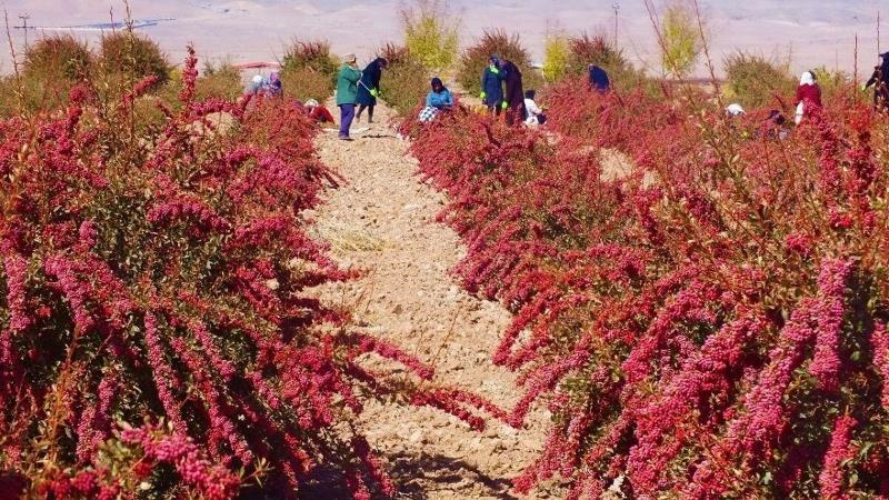 آغاز طرح شناسنامه‌دار کردن باغات در خراسان جنوبی