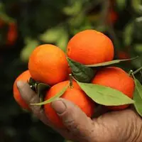 ذخیره‌سازی ۶۰۰ هزار تن مرکبات در مازندران