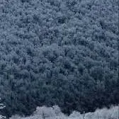 جاده زیبای جنگلی توسکستان 