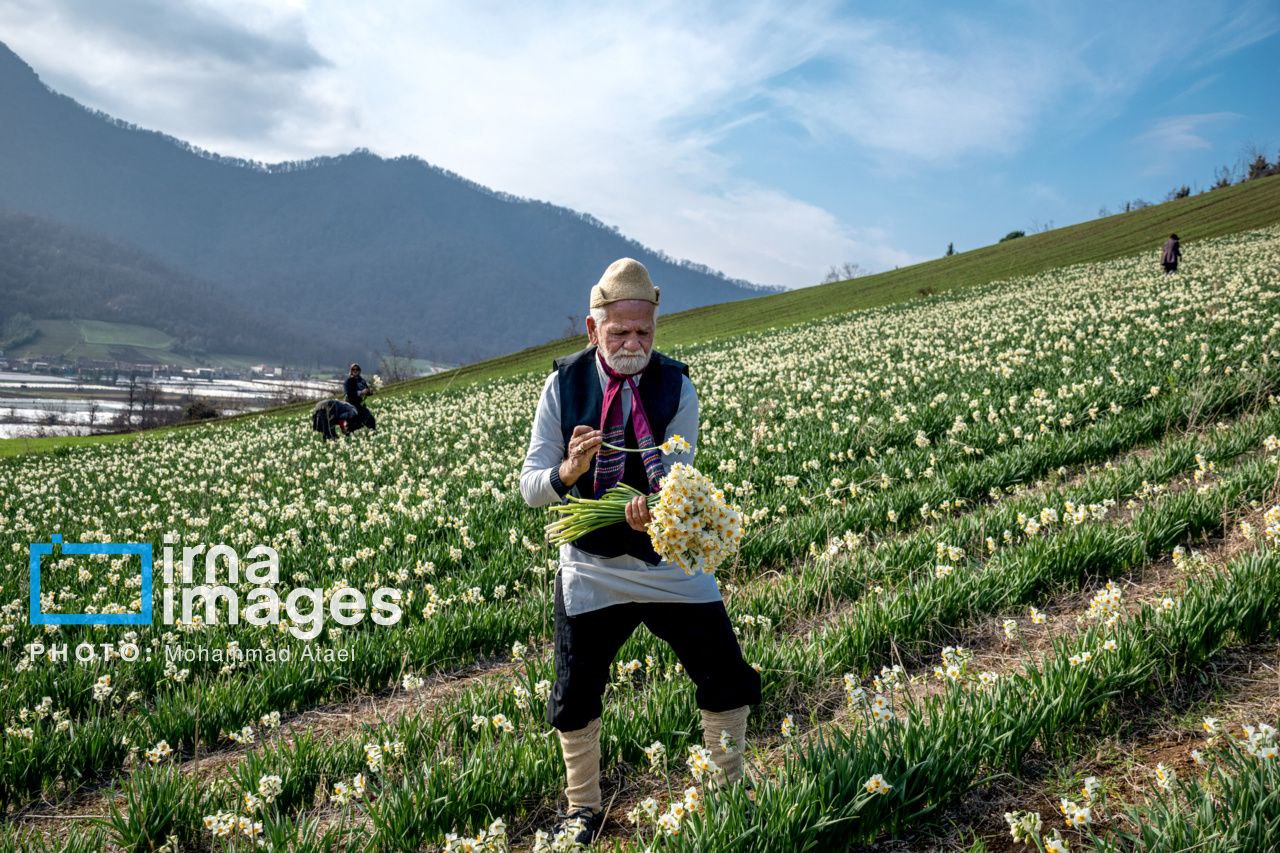 برداشت گل نرگس در مزارع روستای شیر آباد گلستان