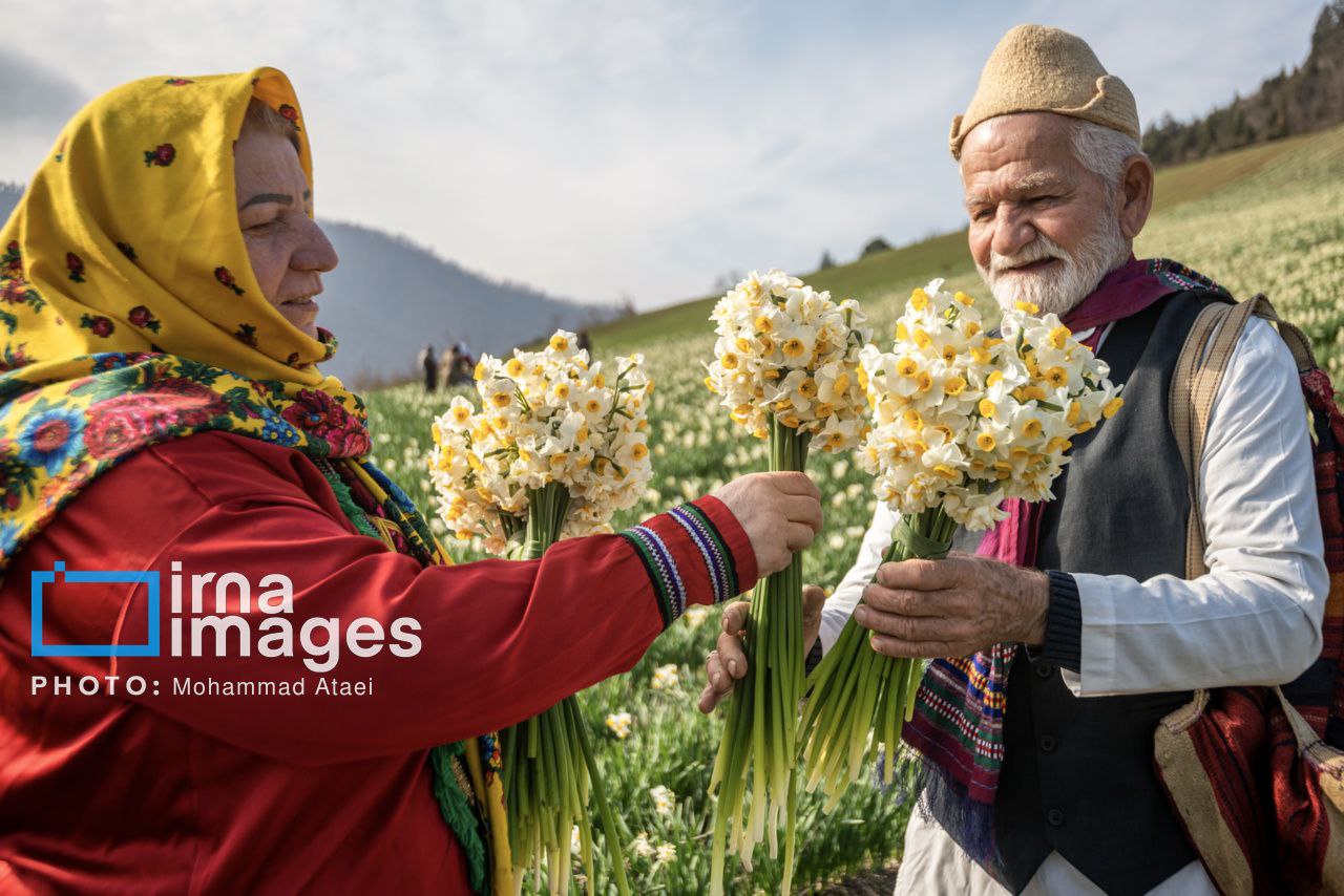 برداشت گل نرگس در مزارع روستای شیر آباد گلستان