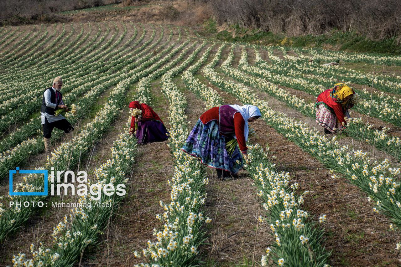 برداشت گل نرگس در مزارع روستای شیر آباد گلستان